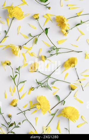 Fleurs jaunes plates, fond floral de chrysanthèmes sur blanc, vue de dessus Banque D'Images