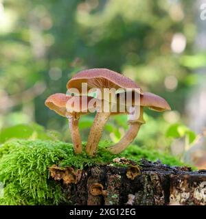 Champignon commun du miel, Armillaria ostoyae, champignon du miel ou Armillaria ostoyae dans la forêt d'automne Banque D'Images