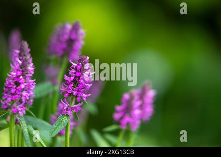 Stachys monnieri fleurit dans un jardin Banque D'Images