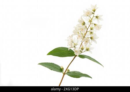 Fleur de Deutzia Bush sur blanc Banque D'Images