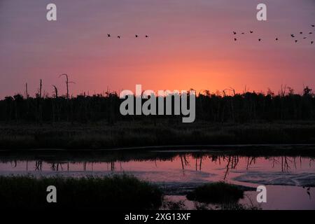 Anklamer Stadtbruch réserve naturelle dans la première lumière du matin en automne Banque D'Images