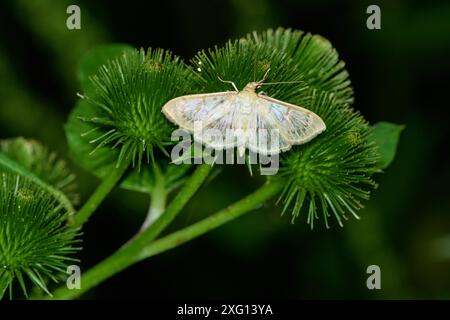 Nesselzuensler (Patania ruralis) dans la nuit. Patania ruralis, la mère de la papille dans la nuit Banque D'Images