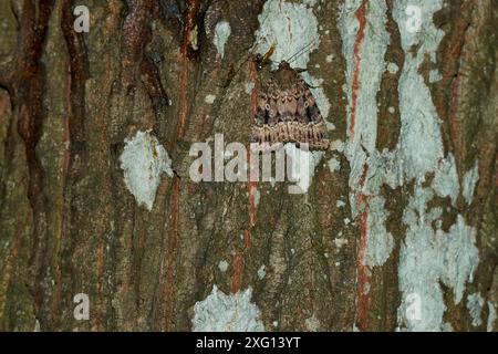 Pyramideneule (Amphipyra pyramidea) en Saxe. Cuivre sous-aile, vers des fruits vert bosselé ou vers des fruits vert pyramidal (Amphipyra pyramidea) Banque D'Images