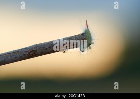 chenille à tussock pâle (Calliteara pudibunda) Banque D'Images