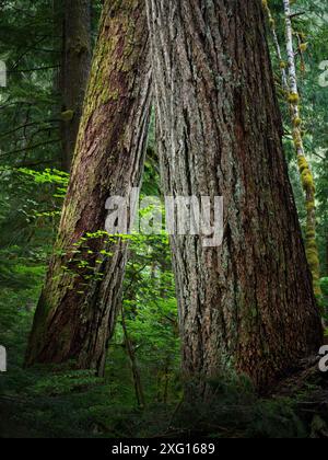 Deux grands troncs de sapin douglas penchés dans une forêt ancienne, North Fork Sauk River Trail, Cascade Mountains, État de Washington, États-Unis Banque D'Images