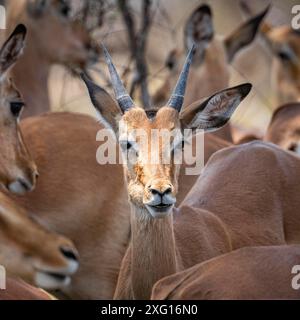 Groupe d'impalas (Aepyceros Melampus) dans le parc national Kruger, Afrique du Sud Banque D'Images