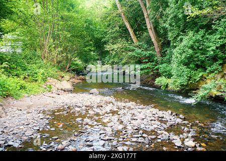 Cours d'eau dans la forêt en été, paysage en Allemagne près de Trèves, rivière Ruwer dans la vallée de la Moselle Banque D'Images