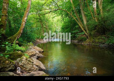 Cours d'eau dans la forêt en été, paysage en Allemagne près de Trèves, rivière Ruwer dans la vallée de la Moselle Banque D'Images