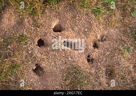 Beaucoup de petites souris trous dans le sol, habitat animal dans la prairie, le rongeur Banque D'Images