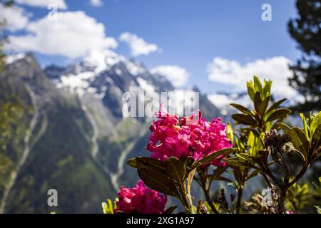 Rose alpine en pleine floraison Banque D'Images