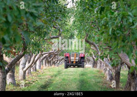 Vieux tracteur avec remorque dans le verger de pommiers Banque D'Images