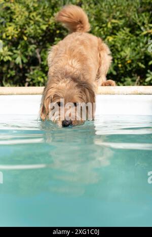 Mini Goldendoodle à la piscine dans la chaleur estivale, croisement entre Golden Retriever et Poodle, France Banque D'Images