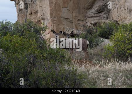 Pâturage de cerfs mulets dans le parc provincial Writing-on-Stone en Alberta au Canada. Banque D'Images