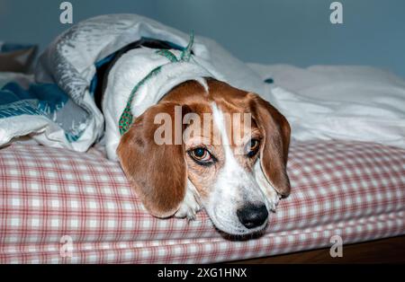 Chien Beagle allongé sur le lit et regardant la caméra. Banque D'Images