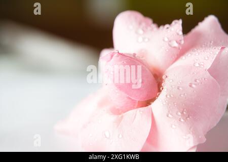 Une fleur rose avec des gouttes de rosée dessus. La fleur est le centre principal de l'image, et les gouttes de rosée ajoutent une sensation de fraîcheur et de beauté à la scène Banque D'Images