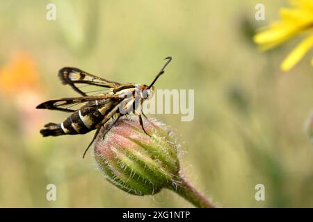 Insecte Synanthedon conopiformis sur une fleur. Photo de haute qualité Banque D'Images