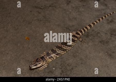 Skink à tonalités roses dans le Queensland Australie. Banque D'Images