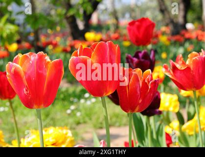 magnifique lit de fleurs de printemps en pleine floraison avec des tulipes et pas de gens Banque D'Images