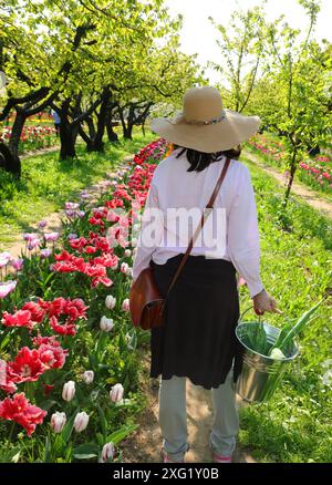 Jeune femme avec un large chapeau de paille et un seau marche à travers un champ de tulipes au printemps Banque D'Images