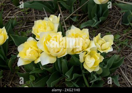 Tulipes jaunes vives dans un pré ensoleillé avec fond flou gros plan Banque D'Images