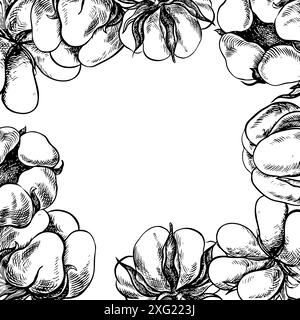 Le coton est biologique. Le cadre est noir et blanc détaillé. Illustration vectorielle graphique sous la forme d'un cadre fait de boules de coton, soulignant bot Illustration de Vecteur