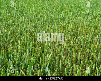 Champ de blé - vue d'un champ de blé encore vert en été. Les tiges vertes fraîches s'étirent en vagues douces, promettant une récolte abondante. Banque D'Images
