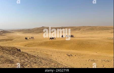 Chameaux dans le désert du sahara en Egypte Banque D'Images