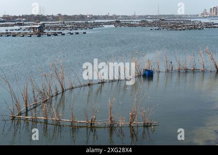 Rasheed, Égypte. 27 juin 2024. Le poisson de roseau piège une méthode typique de pêche près des fermes piscicoles de Rashid sur le Nil, Rosetta. Rosetta connue localement sous le nom de Rashid est une ville portuaire du delta du Nil, la pierre de Rosetta y a été découverte en 1799. (Photo de John Wreford/SOPA images/SIPA USA) crédit : SIPA USA/Alamy Live News Banque D'Images