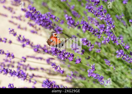 Papillon de paon assis sur la fleur de lavande violette fleurie de près, macro sur fond de champ de lavande dans le jardin, parterre de fleurs. Jardinage, landsca Banque D'Images