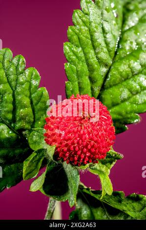 Belle friture rouge Duchesnea indica ou fraise faise sur un fond rose. Gros plan de la tête de fleur. Banque D'Images