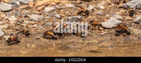 L'abeille géante, apis dorsata Banque D'Images
