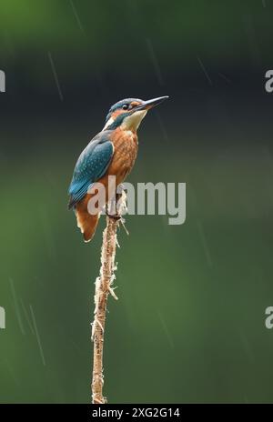 Les Martins-pêcheurs juvéniles apprenant leur métier là où il est vraiment réussi ou mourir. Il y a une mortalité très élevée des jeunes kingfisher. Banque D'Images