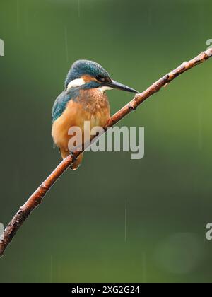 Les Martins-pêcheurs juvéniles apprenant leur métier là où il est vraiment réussi ou mourir. Il y a une mortalité très élevée des jeunes kingfisher. Banque D'Images