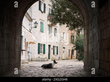 Un chien Border Collie se détend sur le chemin pavé d'une arche historique menant à une vieille place de la ville européenne Banque D'Images