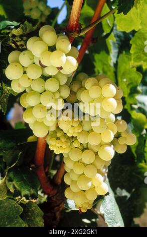 Vignes, Laguardia. Rioja Alavesa, Alava, Pays Basque, Espagne Banque D'Images