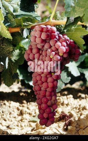 Vignes, Laguardia. Rioja Alavesa, Alava, Pays Basque, Espagne Banque D'Images