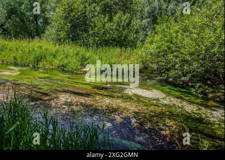 Le lac Posta Fibreno est situé dans la vallée de Comino. En plus de sa faune endémique, le lac est connu pour la présence d'un isl flottant naturel Banque D'Images