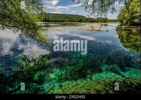 Le lac Posta Fibreno est situé dans la vallée de Comino. En plus de sa faune endémique, le lac est connu pour la présence d'un isl flottant naturel Banque D'Images