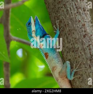 Lézard à crête bleue, Calotes mystaceus Banque D'Images