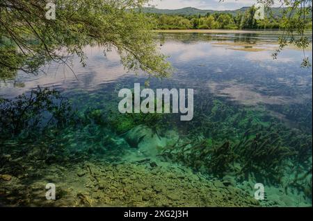 Le lac Posta Fibreno est situé dans la vallée de Comino. En plus de sa faune endémique, le lac est connu pour la présence d'un isl flottant naturel Banque D'Images