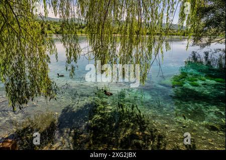 Le lac Posta Fibreno est situé dans la vallée de Comino. En plus de sa faune endémique, le lac est connu pour la présence d'un isl flottant naturel Banque D'Images