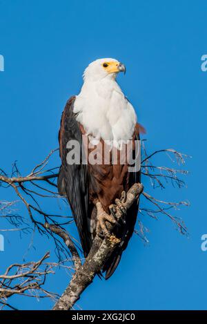 Aigle de poisson africain au repos au Zimbabwe. Banque D'Images