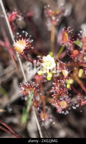 Floraison de rosée à feuilles rondes (Drosera rotundifolia) sur Chobham Common, Surrey Banque D'Images