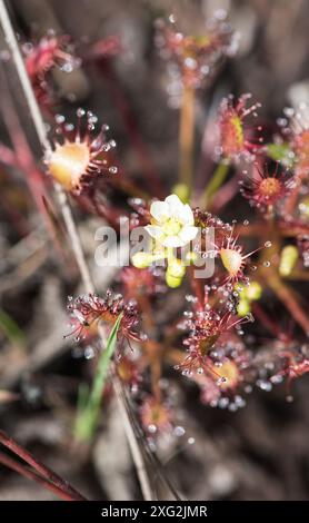 Floraison de rosée à feuilles rondes (Drosera rotundifolia) sur Chobham Common, Surrey Banque D'Images