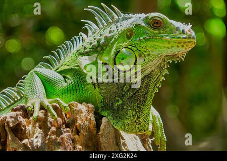 Iguane vert reposant sur une souche d'arbre. . Gros plan photo. Bangkok, Thaïlande. Banque D'Images