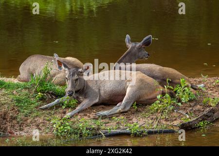 Cerf Sambar, parc national de Khao Yai Banque D'Images