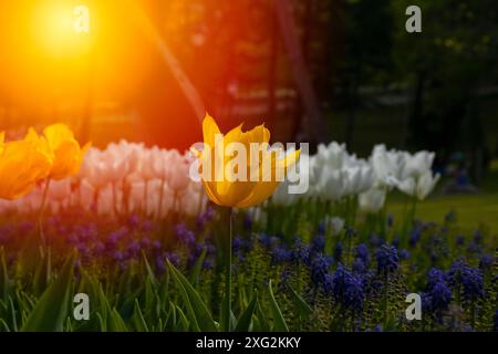 Fleurs de tulipes jaunes étonnantes fleurissant dans un champ de tulipes. Magnifique vue sur les tulipes jaunes au coucher du soleil. Banque D'Images