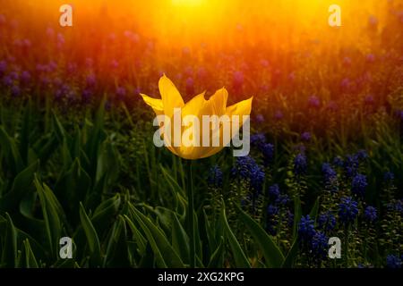 Fleurs de tulipes jaunes étonnantes fleurissant dans un champ de tulipes. Magnifique vue sur les tulipes jaunes au coucher du soleil. Banque D'Images