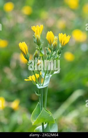 Fleur sauvage de moût jaune (Blackstonia perfoliata), plante à fleurs jaunes poussant sur des prairies de craie dans le Surrey, Angleterre, Royaume-Uni, en juillet ou en été Banque D'Images