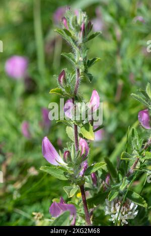Fleur sauvage commune restharrow (Ononis repens), une plante rampante à faible croissance avec de petites fleurs roses sur les prairies, Angleterre, Royaume-Uni Banque D'Images